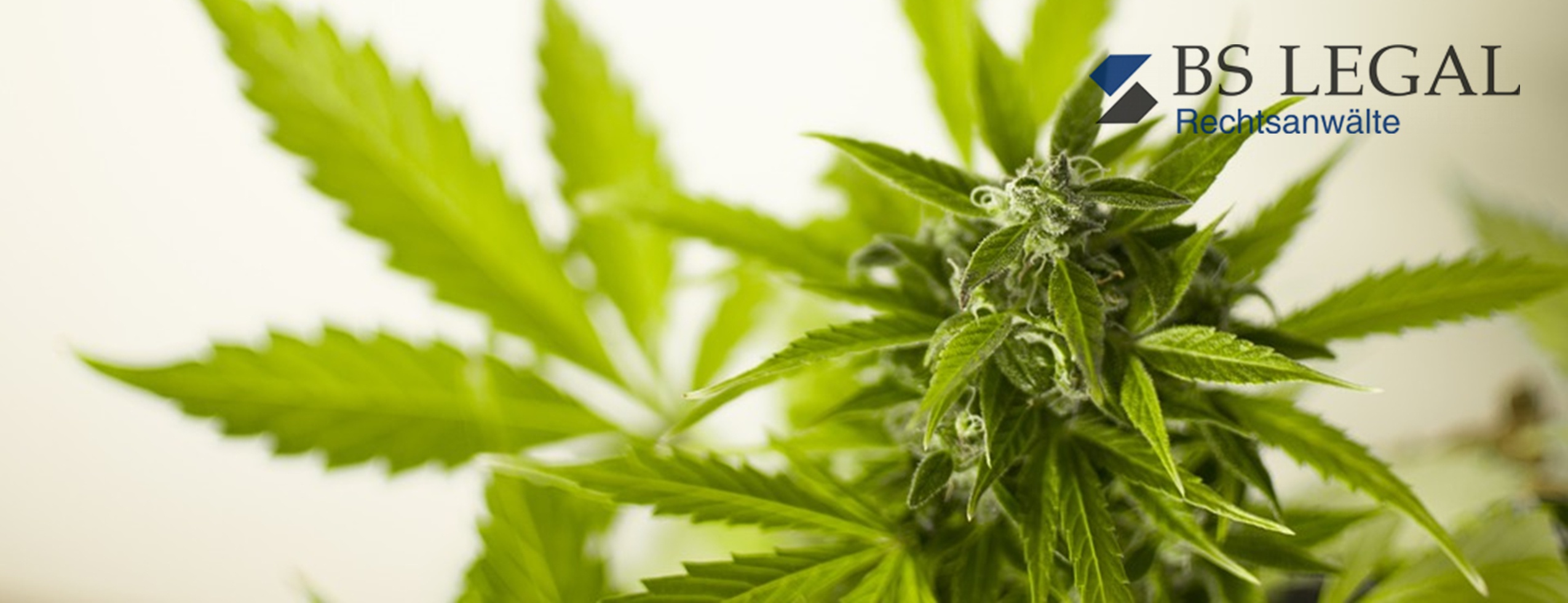 Handel mit Cannabis – auch bei Zertifizierung oder geringem Wirkstoffgehalt nur zu gewerblichen oder wissenschaftlichen Zwecken zulässig